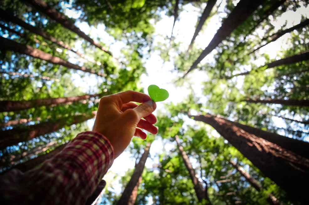 Love Redwoods